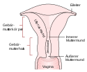 Das ostium uteri besteht wie eingangs beschrieben aus einem inneren und äußeren muttermund. Dewiki Gebarmutterhals