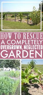 Rescue A Completely Overgrown Garden