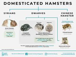 They can grow up to 2 to 3 inches until they become adults. Hamster Species Hamster Society Singapore