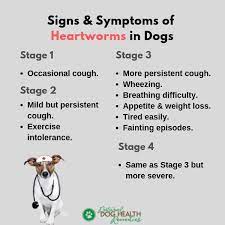 preventing and treating heartworms in dogs