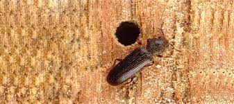 get rid of powderpost beetles western