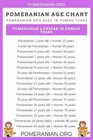 How Old Is Your Pomeranian How Do Pomeranians Age How Old