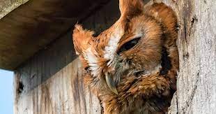 How To Build A Screech Owl Nest Box