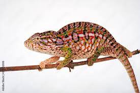 carpet chameleon stock foto