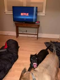 What can i watch on netflix? Netflix And Chill Funny