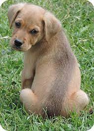 Select the breed to be taken to the list. Anderson Sc Beagle Meet Aj A Pet For Adoption