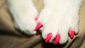 Image result for cat wearing nail polish