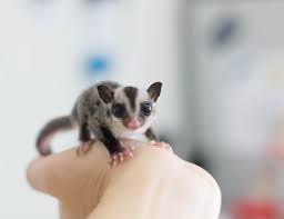Keeping And Caring For Pet Southern Flying Squirrels