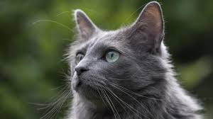 To this day nebelungs are outcrossed to russian blue cats, preferably those. Nebelung Price Personality Lifespan