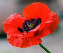 Image result for poppies