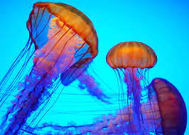 200 jellyfish wallpapers wallpapers com