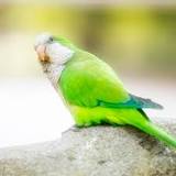 Image result for About Pallid Blue Quaker Parrot