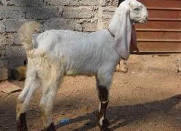 How To Ensure Better Quality Goat Learn Natural Farming