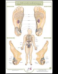 Reflexology Foot Charts Collection Balancing Touch Reflexology