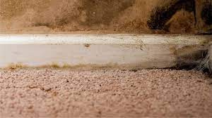 can steam cleaning carpets cause mold