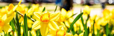 Plant Bulbs Now For Spring Color