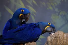 is there a purple macaw species facts
