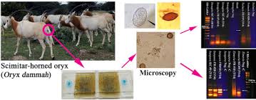 Fecal Parasite Identification By Microscopy And Pcr In