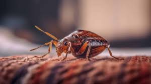 what kills bed bugs instantly the