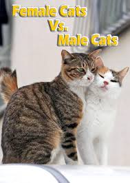 This is because the cat is already. Female Cats Vs Male Cats