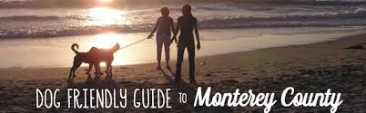 dog friendly guide to monterey county