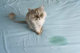 cleaning cat urine from a mattress
