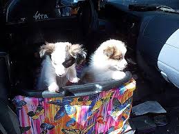 Zoe Dog Car Seat