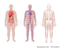 internal structure of human body