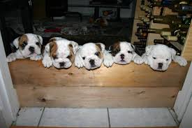 Puppies english bulldog and jack russel terrier. Purebred English Bulldog Puppies For Sale In Dartmouth Nova Scotia Your Pet For Sale