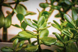 Jade plant botanically known as crasulla ovata has thick stem & curved shaped shiny leaves. White Powdery Mold On The Jade Plant