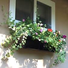 The long trailing clusters of flowers add big interest as they spill down and over the side. The Best Trailing Plants For Hanging Baskets Window Boxes Hooks Lattice Blog