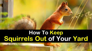 keep squirrels out of your yard