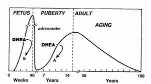 Dhea Hormone Replacement