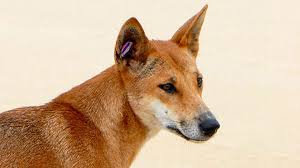 A Domesticated Dingo? No, but Some Are Getting Less Wild ...