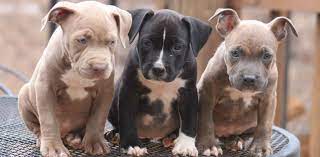 pit bull puppies getting started