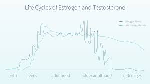 What Does High Estrogen In Men Mean