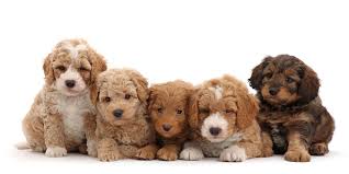 What Is A Medium Goldendoodle Medium Goldendoodle Puppies