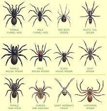 Pin By Angela Reynolds On Science Spider Identification
