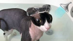sphynx cat takes a bath with tiny