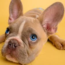 Photos are taken and uploaded once puppies eyes open at around 2 weeks of age and each friday there after. French Bulldogs With Blue Eyes Risks Health Eye Color Change Canine Bible