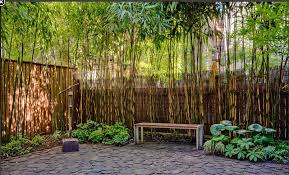 20+ tricks how to upgrade wood fence for any backyard. Bamboo Trees For Backyard Bamboo Garden Bamboo Landscape Backyard Garden