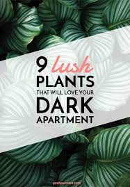9 Actual Low Light Plants No