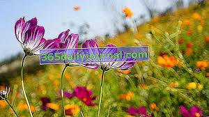 Как да получим красиви цветя в дома и градината с минимални употреба на вода. Lyatno Cvete V Gradinata Spisk Na Naj Krasivite Cvetya I Sveti Za Grizhi