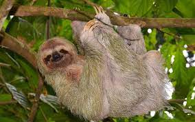 100 sloth wallpapers wallpapers com