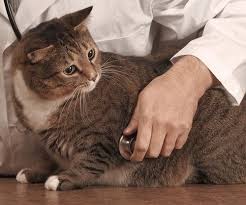 Here are some things you can be on the lookout for in your cat: Pin On Kitty Cats
