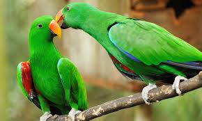 12 most colorful parrot species in the