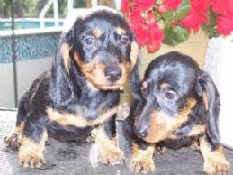 Dachshund puppies, these are one of the most incredible dogs and increaing in popularity is becoming one of the top most wanted puppy breed, dachshund puppies. Dachshund Puppies In Florida