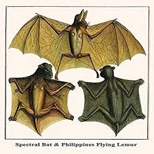 We did not find results for: Amazon Com Buyenlarge Spectral Bat Philippines Flying Lemur 16 X 24 Fine Art Giclee Print Posters Prints