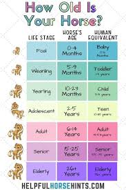 Average Lifespan Of Horses And Ponies With Chart Helpful