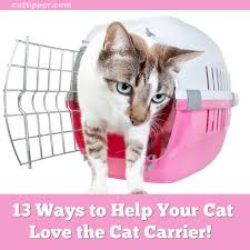your cat love the cat carrier